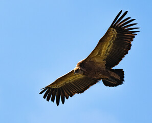 Vautour fauve, Gyps fulvus, Griffon Vulture, Parc naturel régional des grands causses 48, Lozere, France
