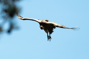 Vautour fauve, Gyps fulvus, Griffon Vulture, Parc naturel régional des grands causses 48, Lozere, France
