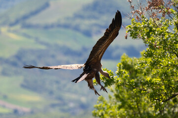 Vautour fauve, Gyps fulvus, Griffon Vulture, Parc naturel régional des grands causses 48, Lozere, France
