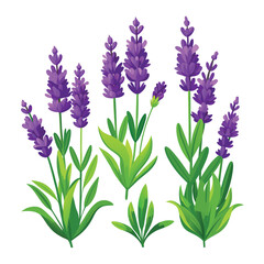 Fototapeta premium Purple lavender flowers in bloom, isolated on a white background, evoke the beauty of nature's summer garden
