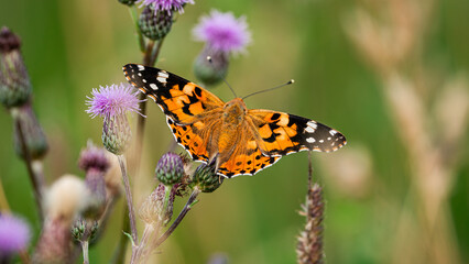 Painted Lady (Vanessa Cardui) sits on flower with open wings