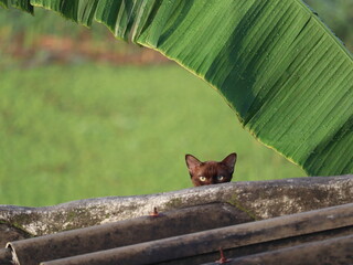Cat's Stare from Rooftop: A captivating brown cat peeks over the edge of a textured rooftop, its...