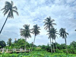 Coconut Trees under Cloudy Sky: A vibrant landscape showcasing tall coconut trees swaying gently under a dynamic, cloudy sky, creating a scene of natural beauty and tranquility. 
