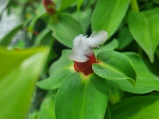 A Vibrant Plant's delicate Feather: A detailed close-up unveils a lush green plant in natural light, with a single feather delicately resting on its vibrant red bud.