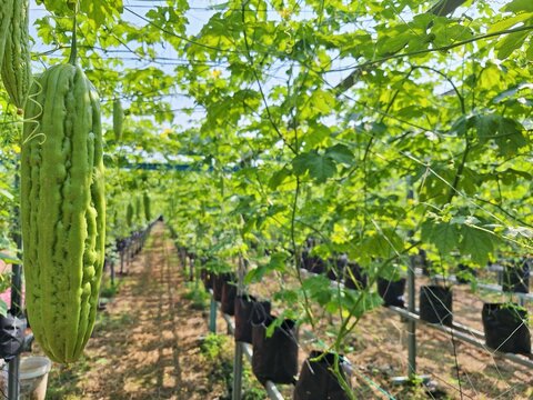 Close-up of bitter gourd growing in a tropical vegetable farm