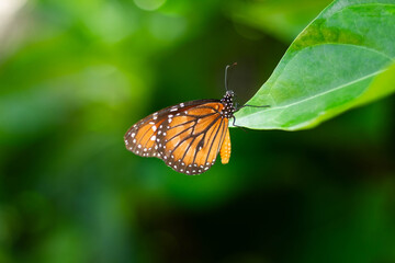 Butterfly on flower
