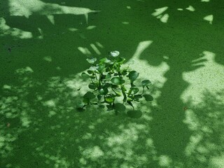 Aquatic Plant Serenity: A singular aquatic plant, centered against a backdrop of verdant...