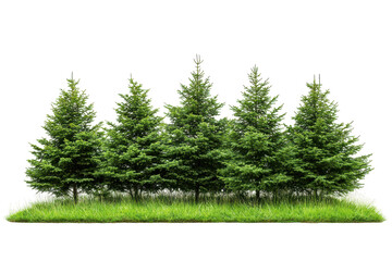 Row of evergreen trees with green grass isolated on transparent background. Horizontal of evergreen trees on a grassy patch isolated on white background.