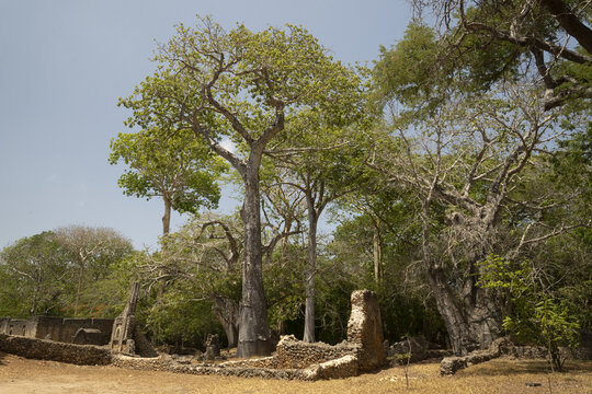 View of ancient stone ruins nestled beneath a canopy of verdant trees against a pale sky, creating a scene of timeless beauty, Gede, Kilifi County, Kenya.