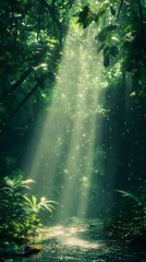 Fototapeta premium Sunlight Streaming Through Forest Canopy Onto Stream