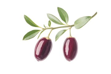 Two ripe goji berries on a branch with leaves isolated on transparent background. Jujube fruit isolated white background.