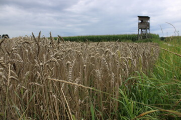 Getreidefeld