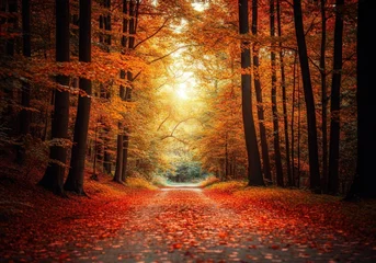 Fototapete Enchanting autumn forest pathway with vibrant foliage © Anna