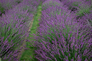 Close-up of lavender flowers in full bloom with soft focus, creating a dreamy natural background in...