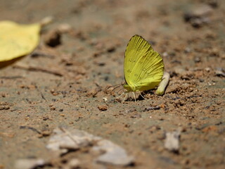 Yellow Butterfly on Earth: A delicate yellow butterfly rests peacefully on the earth, its wings slightly open. The butterfly is a symbol of transformation and beauty. 