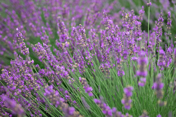 Close-up of lavender flowers in full bloom with soft focus, creating a dreamy natural background in summer