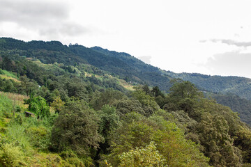 Scenic beauty of Green forests of Himalayan mountains, Okhrey, sikkim, India. Okhrey village is...
