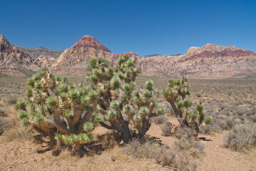 Red Rock Canyon near Las Vegas