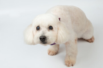 Looking in camera curly poodle dog