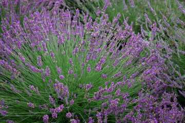 Obraz premium Close-up of lavender flowers in full bloom with soft focus, creating a dreamy natural background in summer