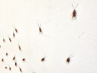 Cockroach on Wall: A macro shot of a cockroach infestation on wall showing multiple insects, showcasing the insects detailed structure and texture.