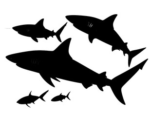 Fototapeta premium Sharks in Underwater Scene with Dynamic Swimming Motion