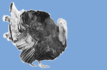 close up side view of wild turkey pixelate grayscale color halftone dotted texture style collage element isolated on blue background