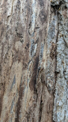 Tree bark texture