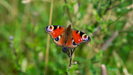 Colorful Peacock butterfly (Aglais io) sits on meadow flowers