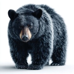 Majestic Black Bear on White