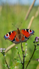 Colorful Peacock butterfly (Aglais io) sits on meadow flowers