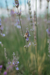 Close-up of lavender flowers in full bloom with soft focus, creating a dreamy natural background in summer