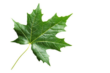 Fototapeta premium Green maple leaf on a stem isolated on transparent background. Neem leaf isolated on white background.