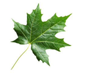 Green maple leaf on a stem isolated on transparent background. Neem leaf isolated on white background.