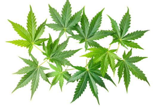 Cluster of green cannabis leaves isolated on transparent background. Neem leaf isolated on white background.