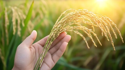Rice in hand, rice grains in hand, rice field background
