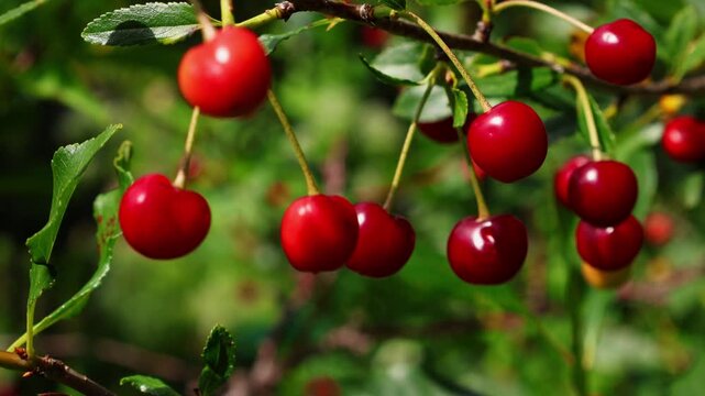 Ripe red juicy cherries on branches among bright summer greenery close-up, ripe cherries during harvest season
