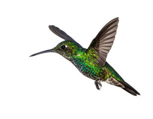 Obraz premium Vibrant Hummingbird in Flight with Iridescent Green Feathers