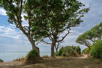Coastal landscape with trees at Chidham Harbour
