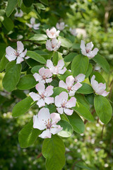 quince branch with green leaves and white blossoms