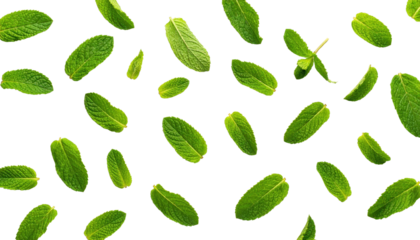 Fresh Green Mint Leaves on Black Background for Culinary Use