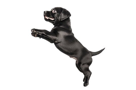 German shorthaired pointer dog standing on hind legs isolated on transparent background. Playful black labrador retriever puppy joyfully jumping isolated on white background.