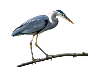 Obraz premium Elegant Grey Heron Perched on Branch in Natural Habitat