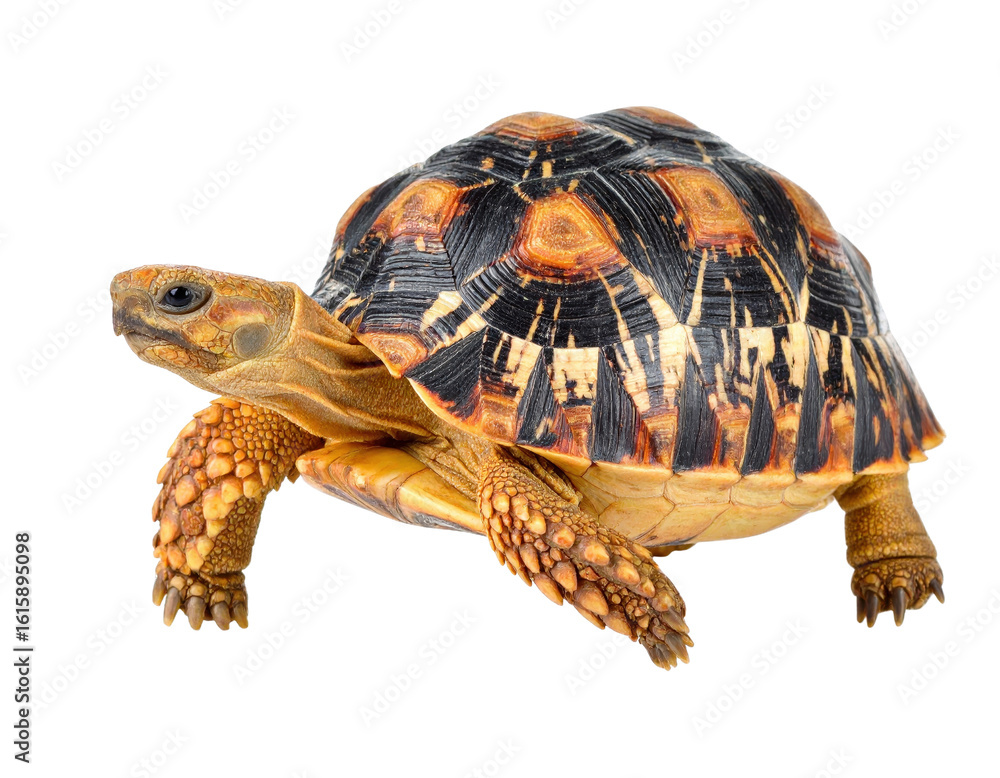 Poster detailed close-up of a radiated tortoise with unique shell patterns