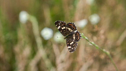 The Poplar Admiral (Limenitis populi) warms up on a plant with spread wings