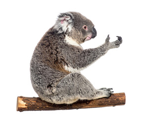 Obraz premium Cute koala sitting on a branch posing with its paw raised in the air