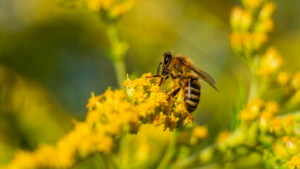 The honey bee (Apis mellifera) collects nectar from plants