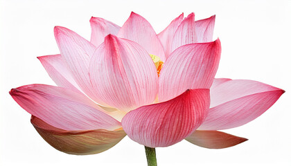 Fototapeta premium pastel pink lotus flower in watercolor style transparent clip art for design