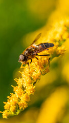 The honey bee (Apis mellifera) collects nectar from plants
