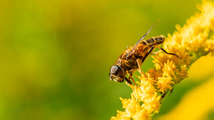 The honey bee (Apis mellifera) collects nectar from plants